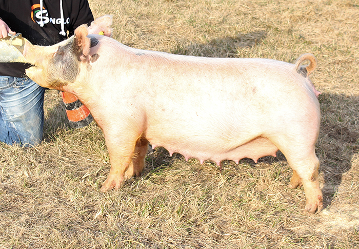 <p align="center"><strong>58-4X</strong><br>   Visionary X Swagger X Hillbilly Bone<br>   Bred by: Team Sloan<br>   **Full-Sib to Reserve Division 1 Cross Gilt <br>2016 WPX<br> **Littermate to Reserve Cross Barrow <br>2017 Missouri State Fair</p>
