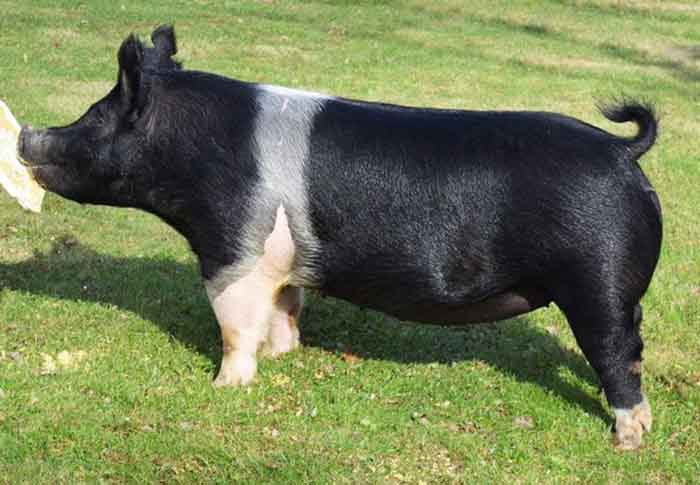 <p align="center"><strong>42-4X</strong><br>   Distinct X Mountain Man X Anthrax<br>   Bred by: Laird<br>   **$5500 bred gilt purchase from Laird<br> **Dam was Laird's $37,000 <br>WPX purchase from DWE/Ottenwalter </p>